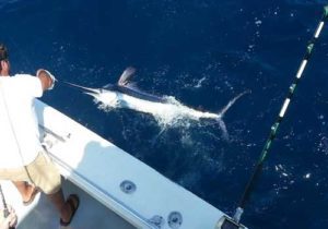 Doghouse Sportfishing Blue Marlin