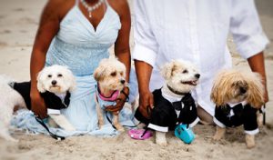 dogs dressed up at wedding