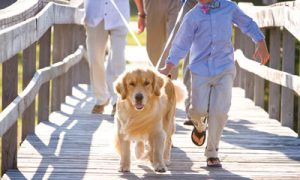 dog walking aisle