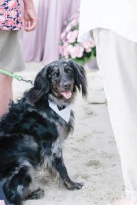 dog in wedding