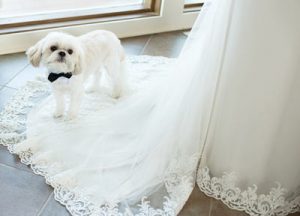 dogs in your wedding