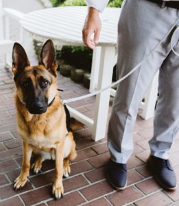 dog in wedding