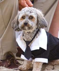 obx wedding dog suit
