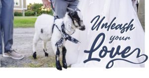 outer banks wedding pets