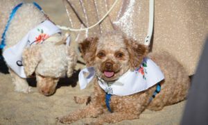 outer banks wedding guide dogs on beach